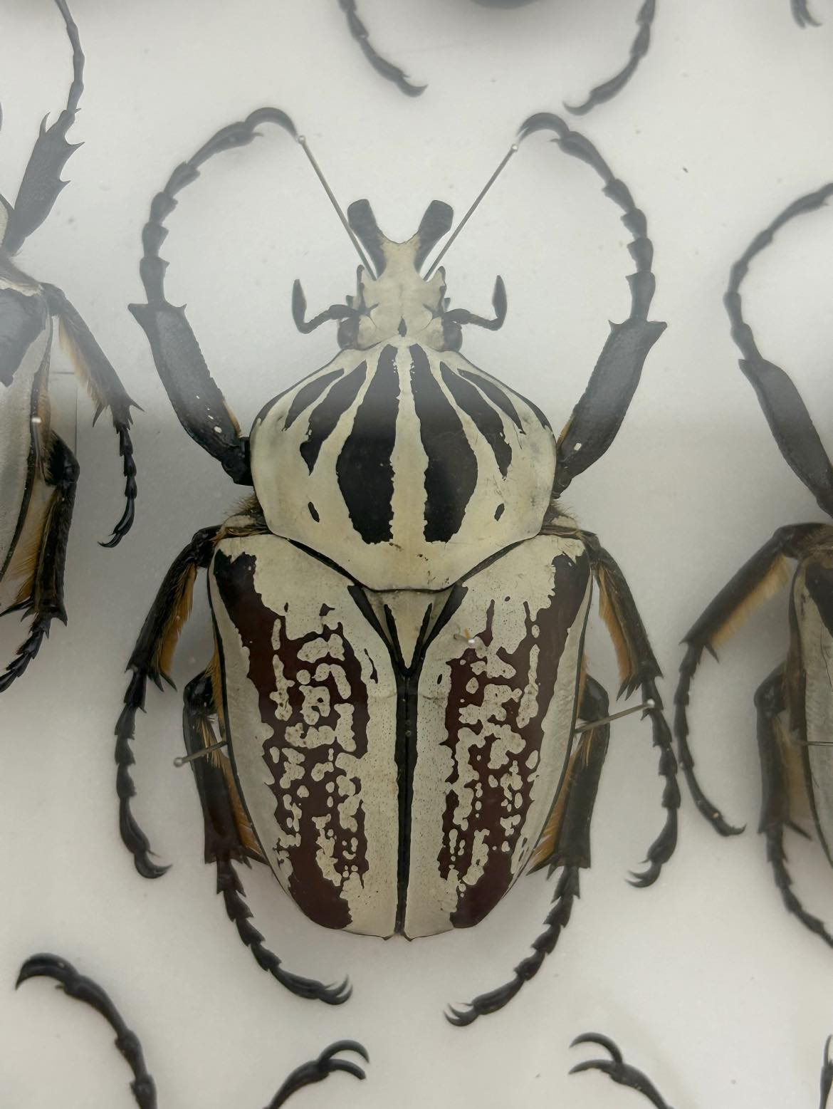 Goliathus orientalis kayomboi mp