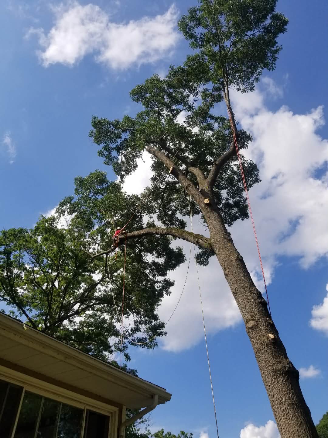 Jake’s Tree Service