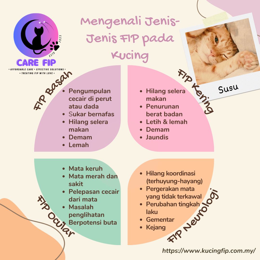 Care - 📢 Mengenali Jenis-Jenis FIP pada Kucing 📢 Feline Infectious ...
