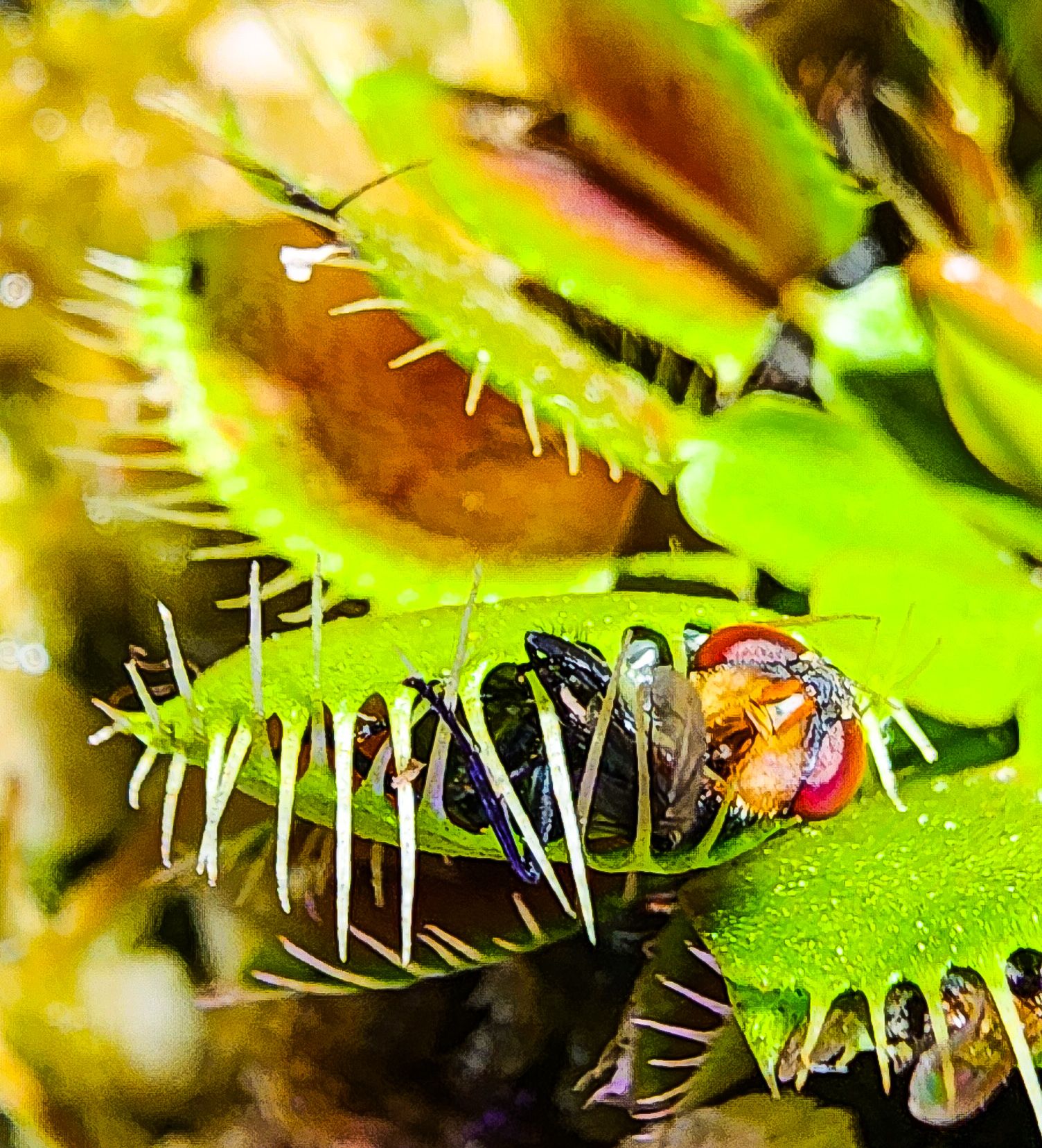 Savage - The Venus Flytrap 'Sinagtala' is a cultivar of the famous ...
