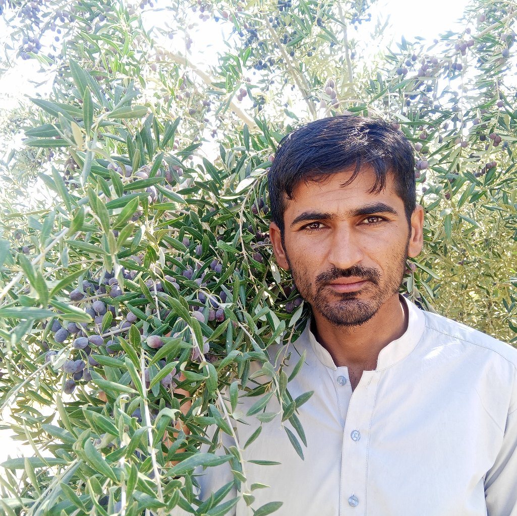 Zaitoon plant Zaitoon Olive 🫒 Olive oil Extra virgin olive oil Cold ...