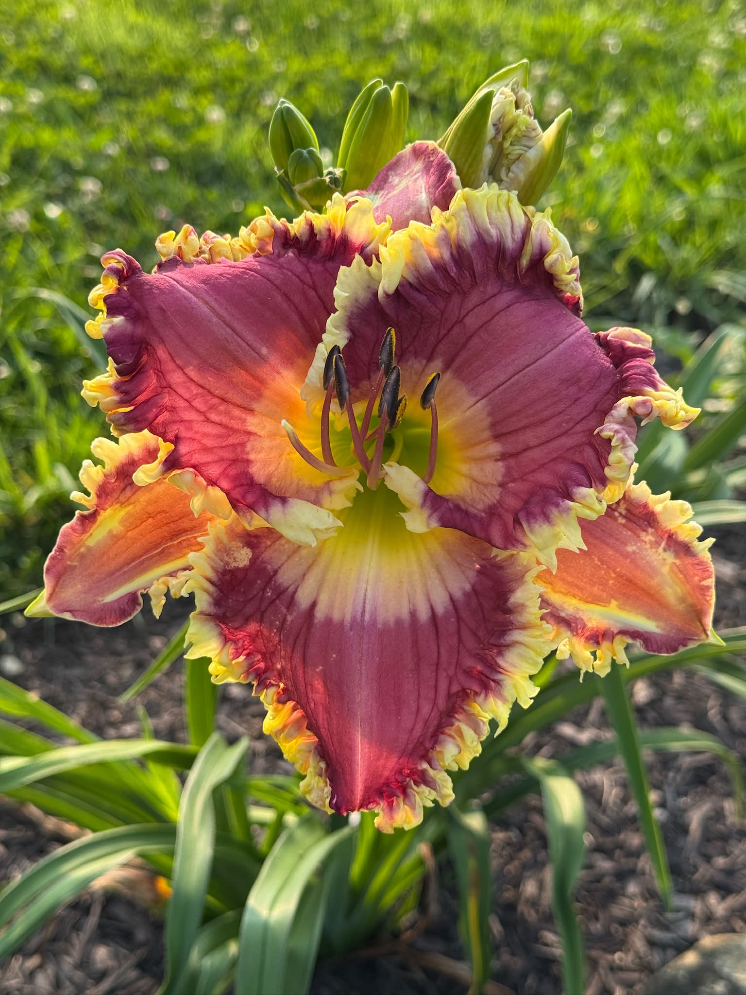 Spacecoast Royal Crown Daylily blooms exceed expectations