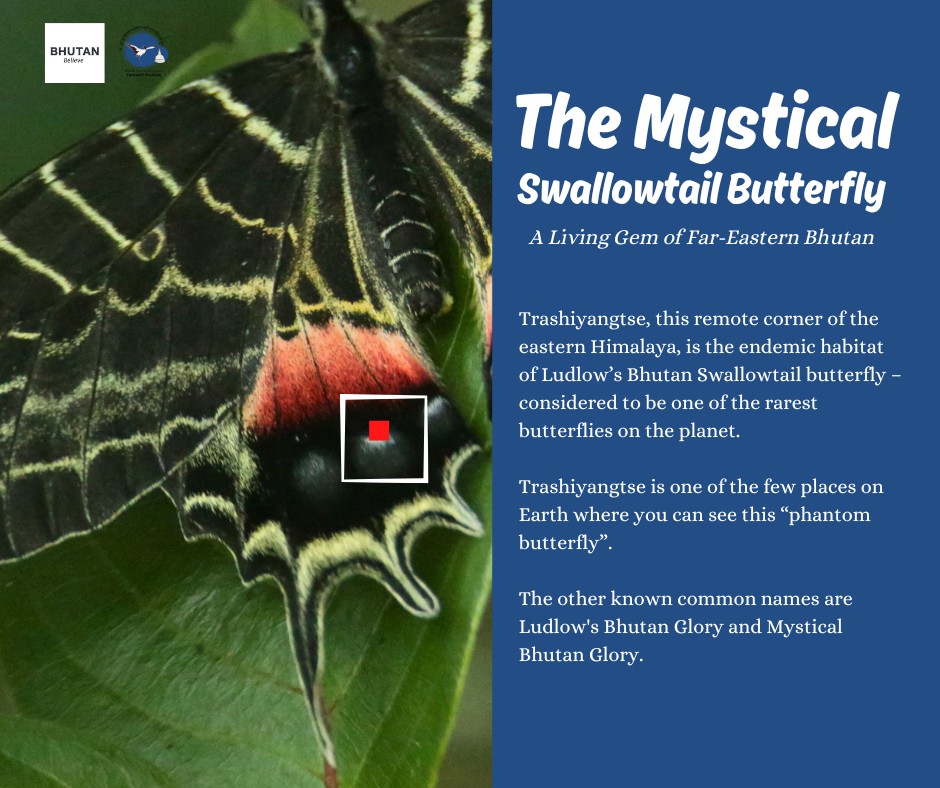 Bumdeling Valley, an abode of Ludlow's Bhutan Glory Butterfly