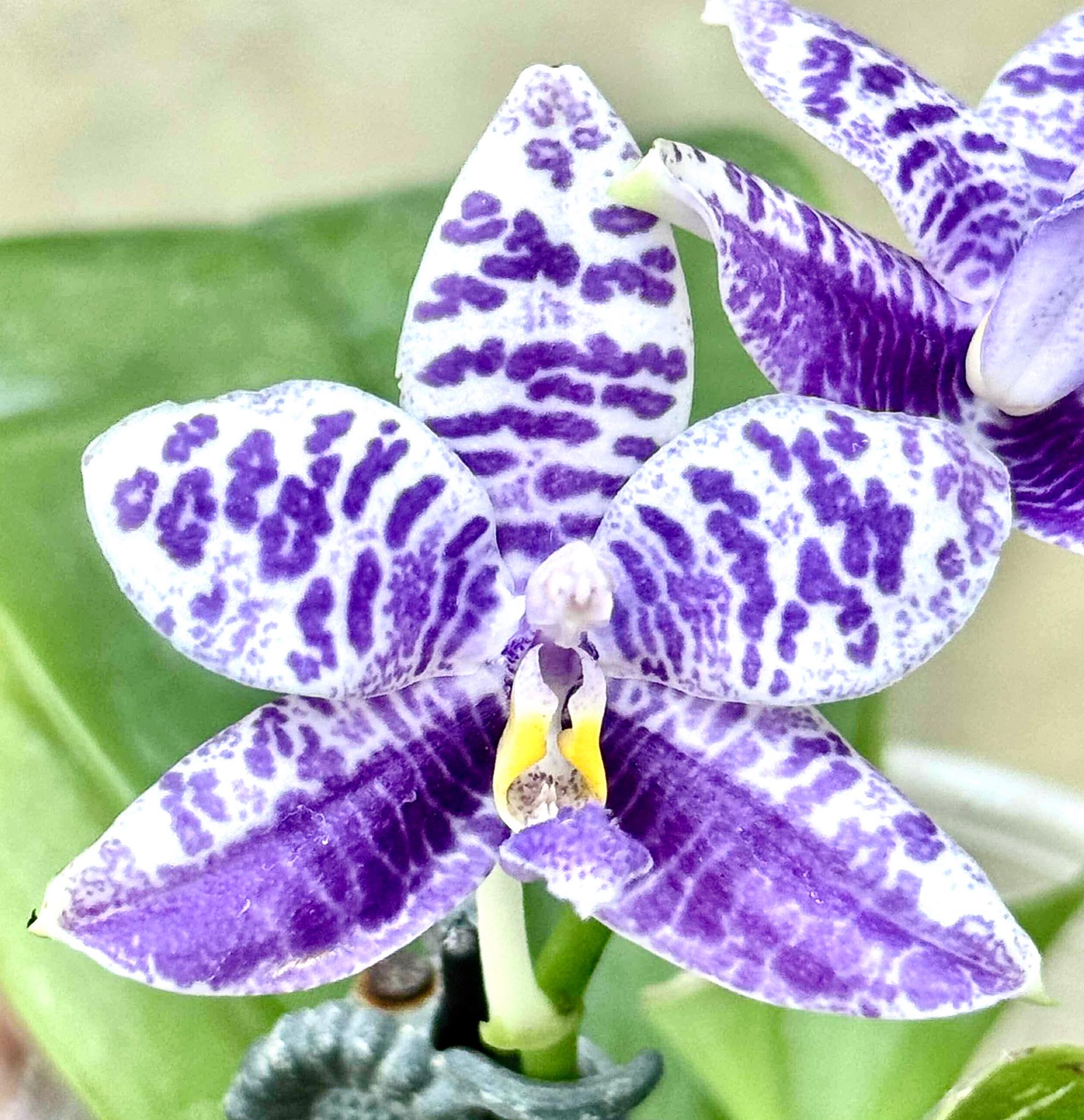 Phal. Jamboree Blossom x Phal. Lioulin Blue Parrot