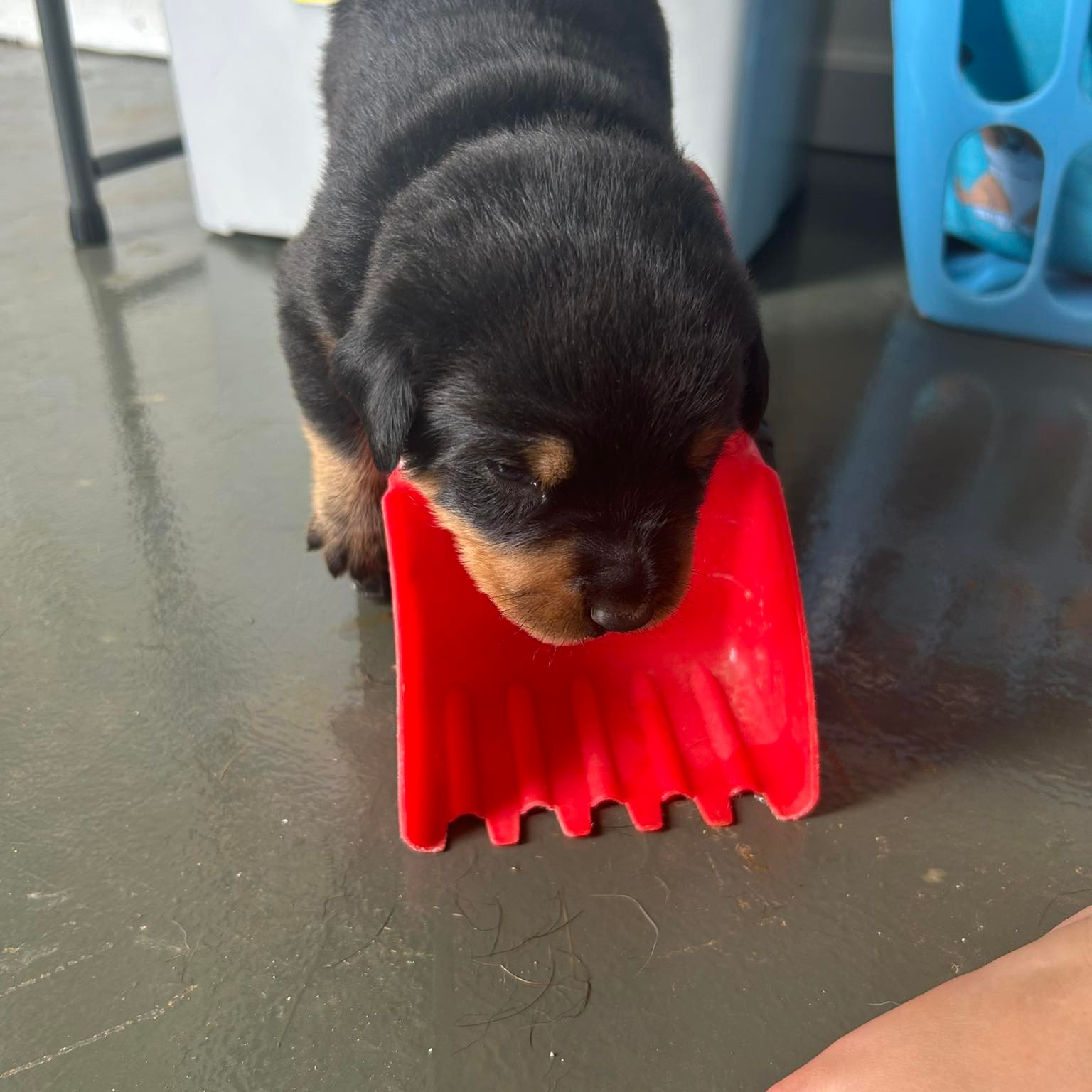 Kentucky Rottweilers on Reels