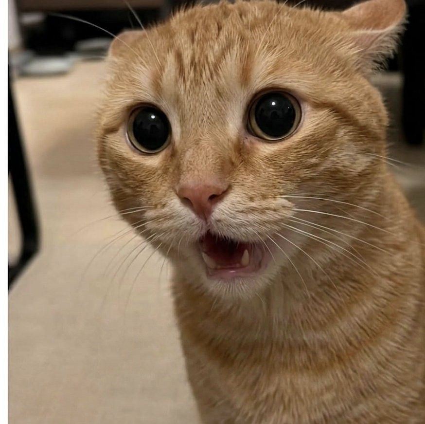 This is why i am always late 😑🙂 #catoftheday #catsoftiktok #relatable # ...