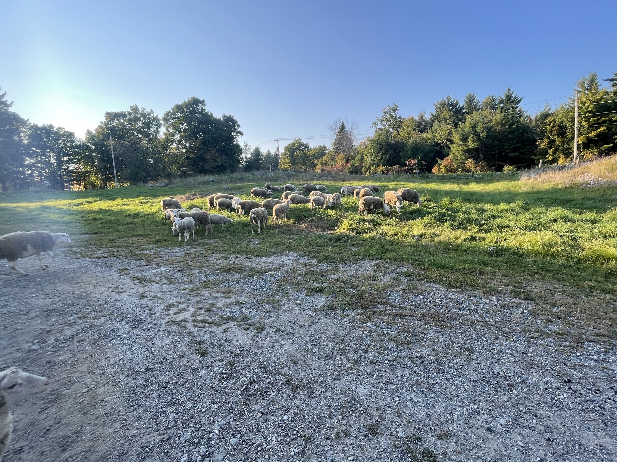 Larwill Farms