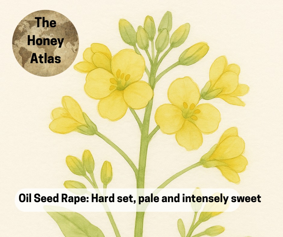 The Honey - Oil seed rape is one of the UK’s most widely grown arable ...