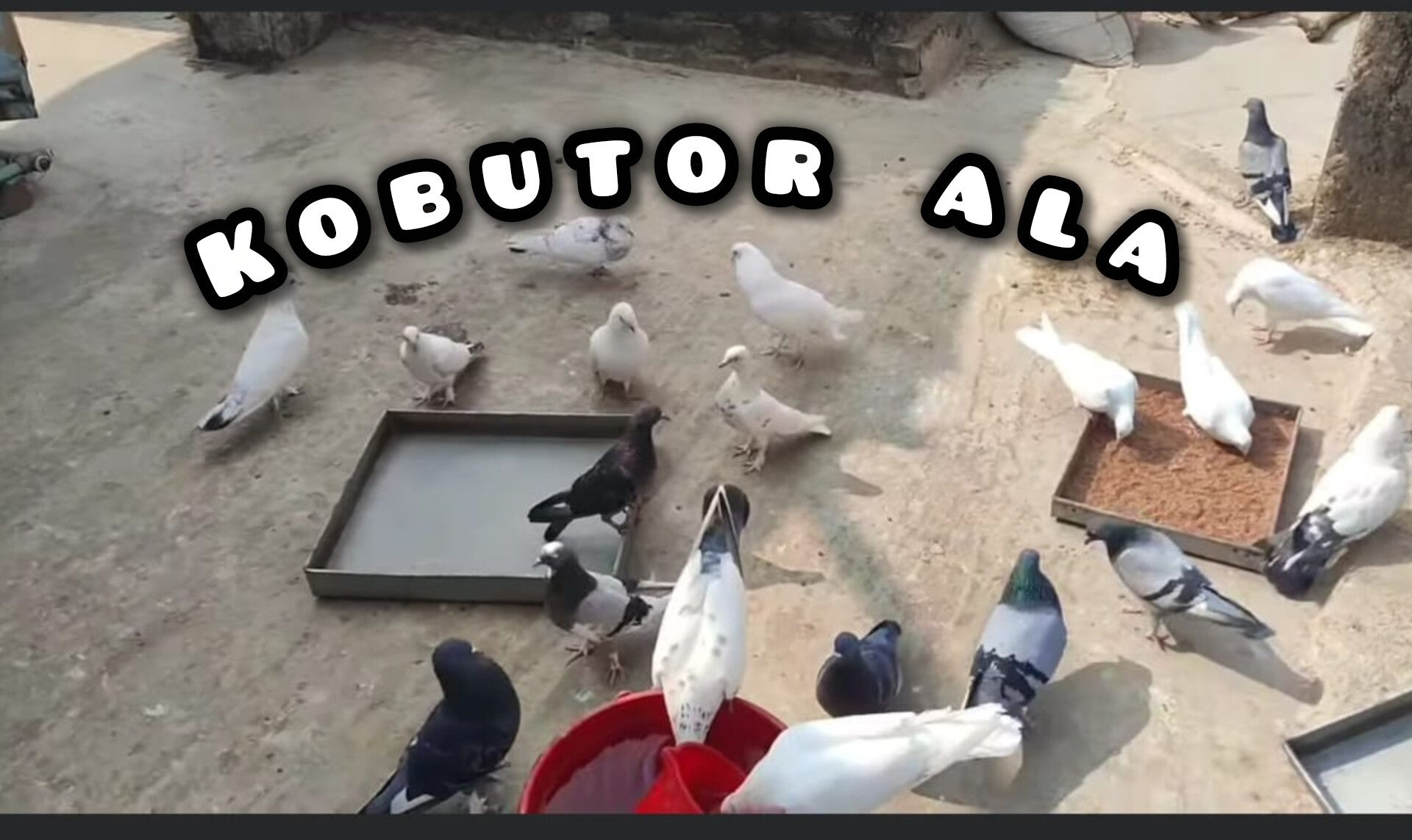 Kobutor Ala