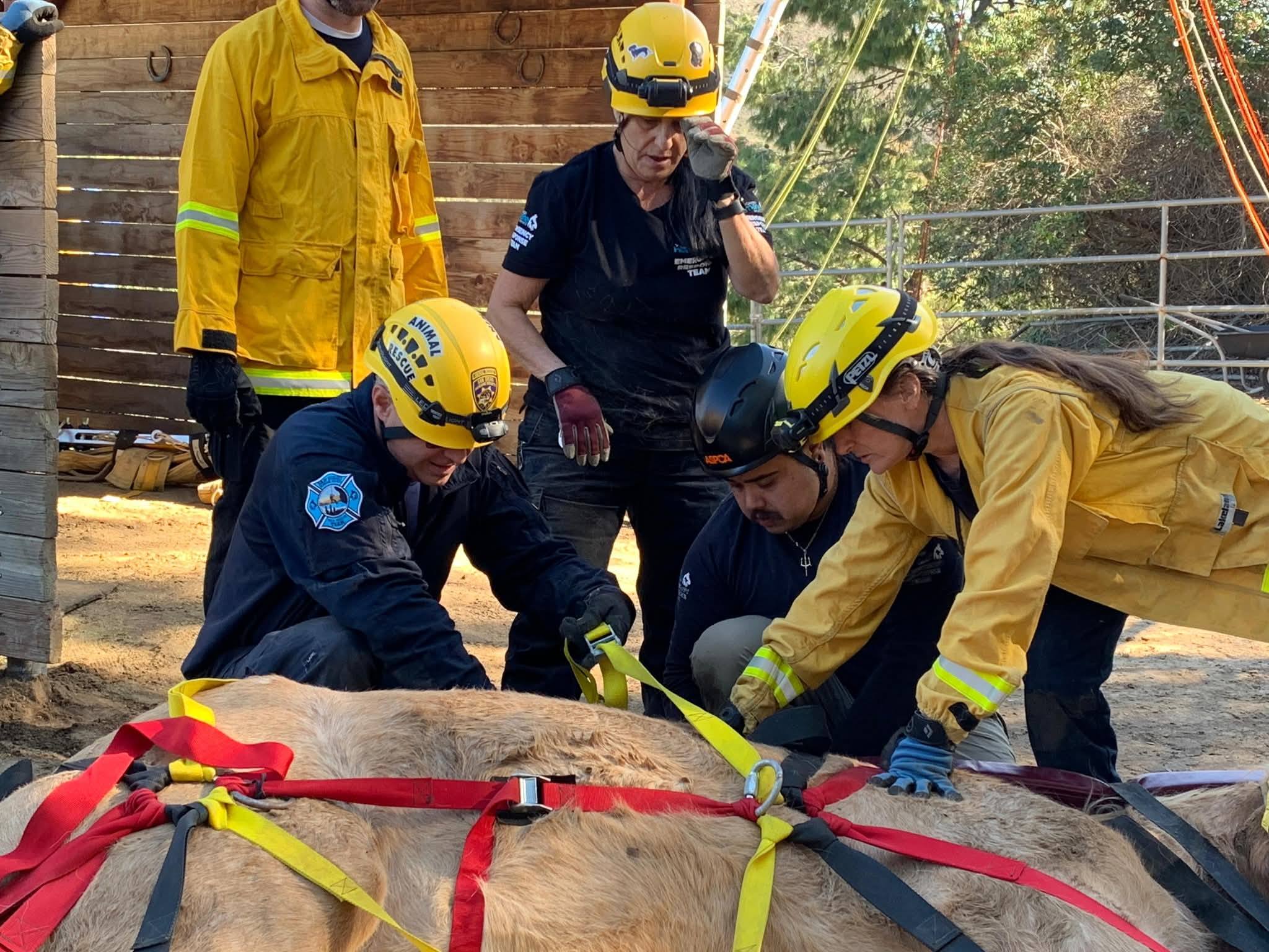 Technical Rescue Survey | Seattle WA