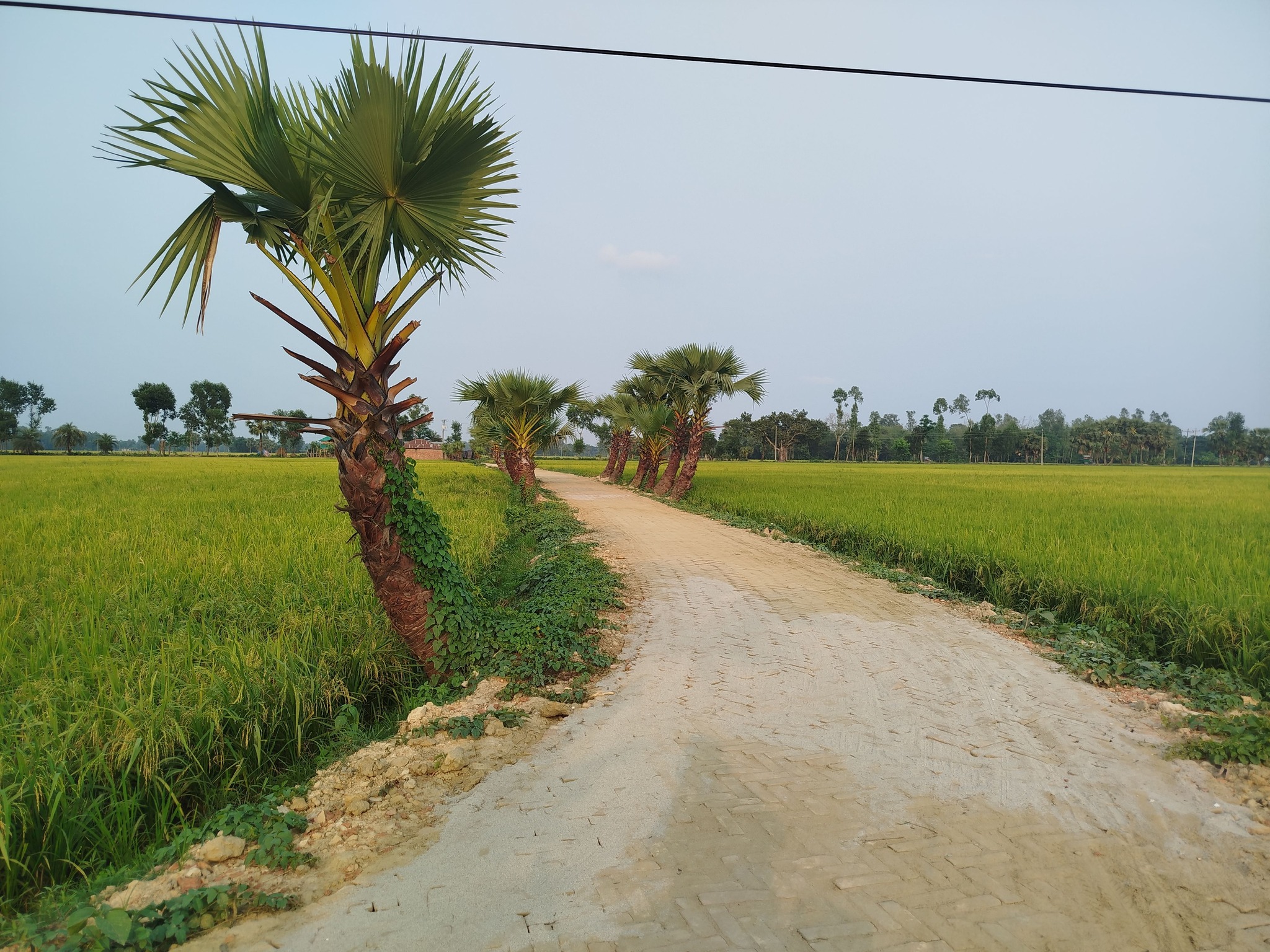 Shamol Desh-শ্যামল দেশ