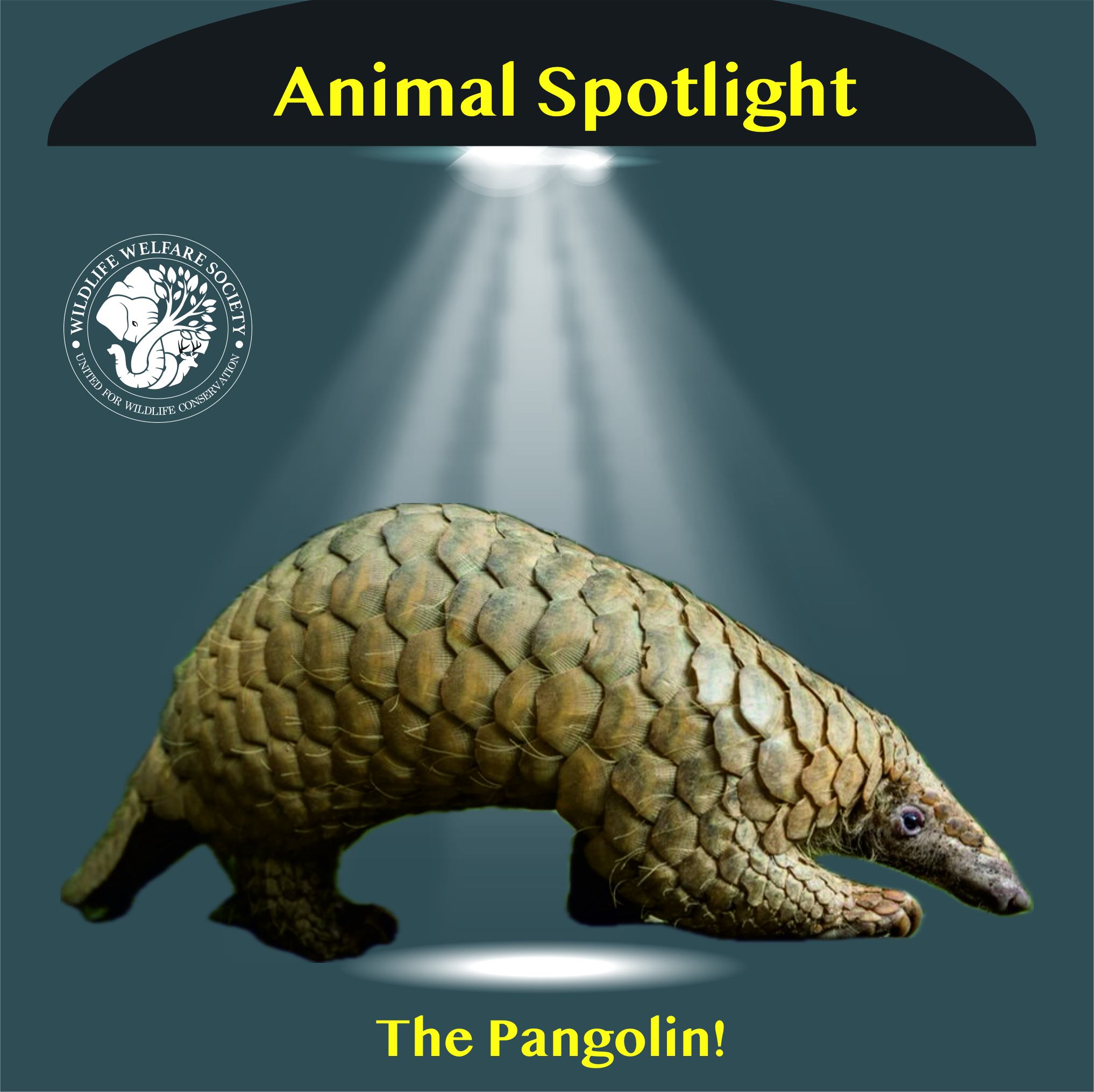 Wildlife - 🦔 Meet the Pangolin – Nature’s Armored Wonder! 🦔 Often ...