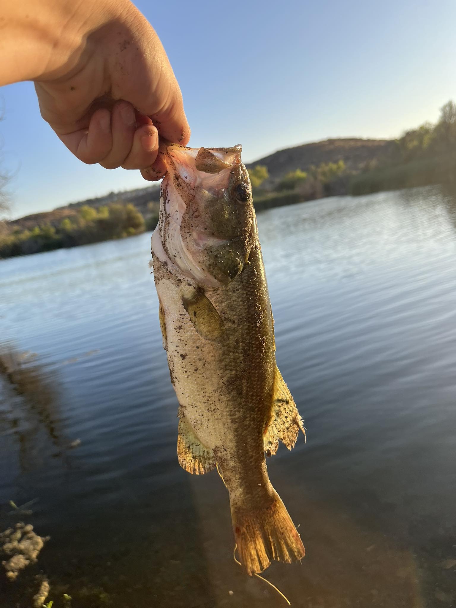 green ugly stik fishing rod GX2 Casting Ardent Apex Tournament 6.5:1 winston SKU:EXC68LBFSB coated stainless steel guides