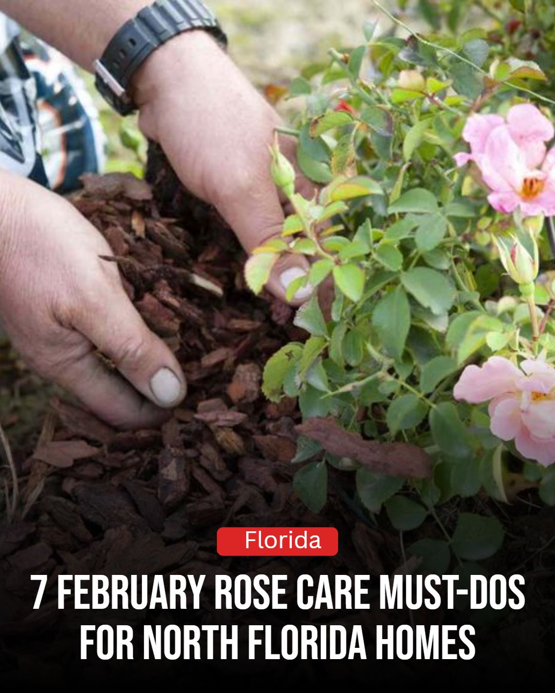 Florida - February is make-or-break month for roses in North Florida ...