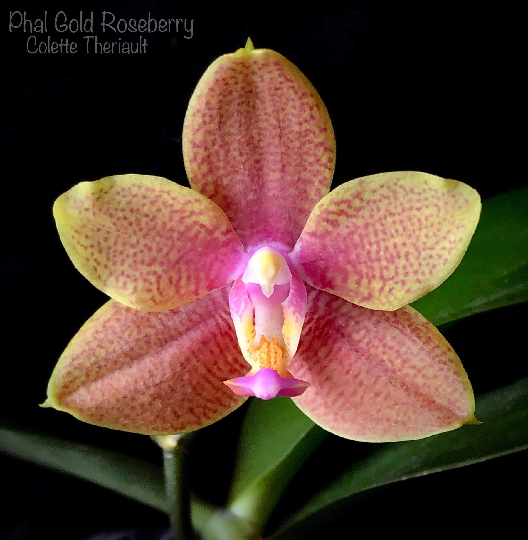 A bit of a bragging post... A few... - Northern Orchid Lady | Facebook