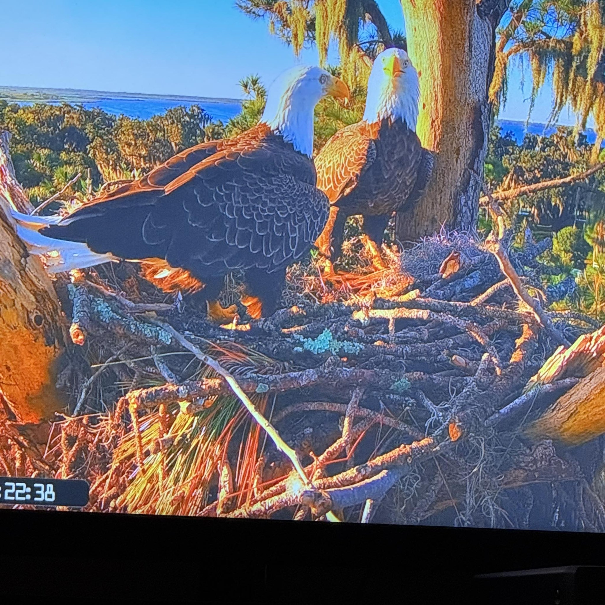 Sandy and Luna were miracles ️thanks FOBBV... throwback to May 2026 ...