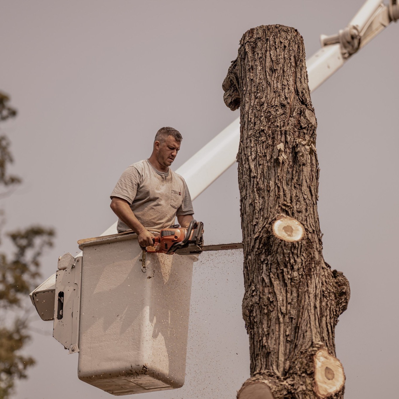 JJ Carpenter Tree Services... - JJ Carpenter Tree Services