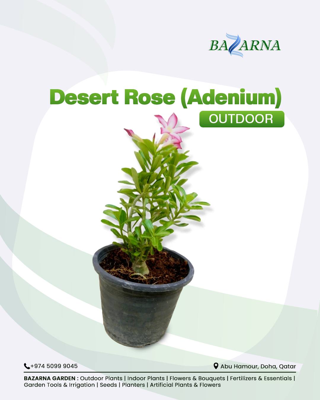 Bazarna - Desert Rose (Adenium) 🌸 A stunning outdoor plant known for ...