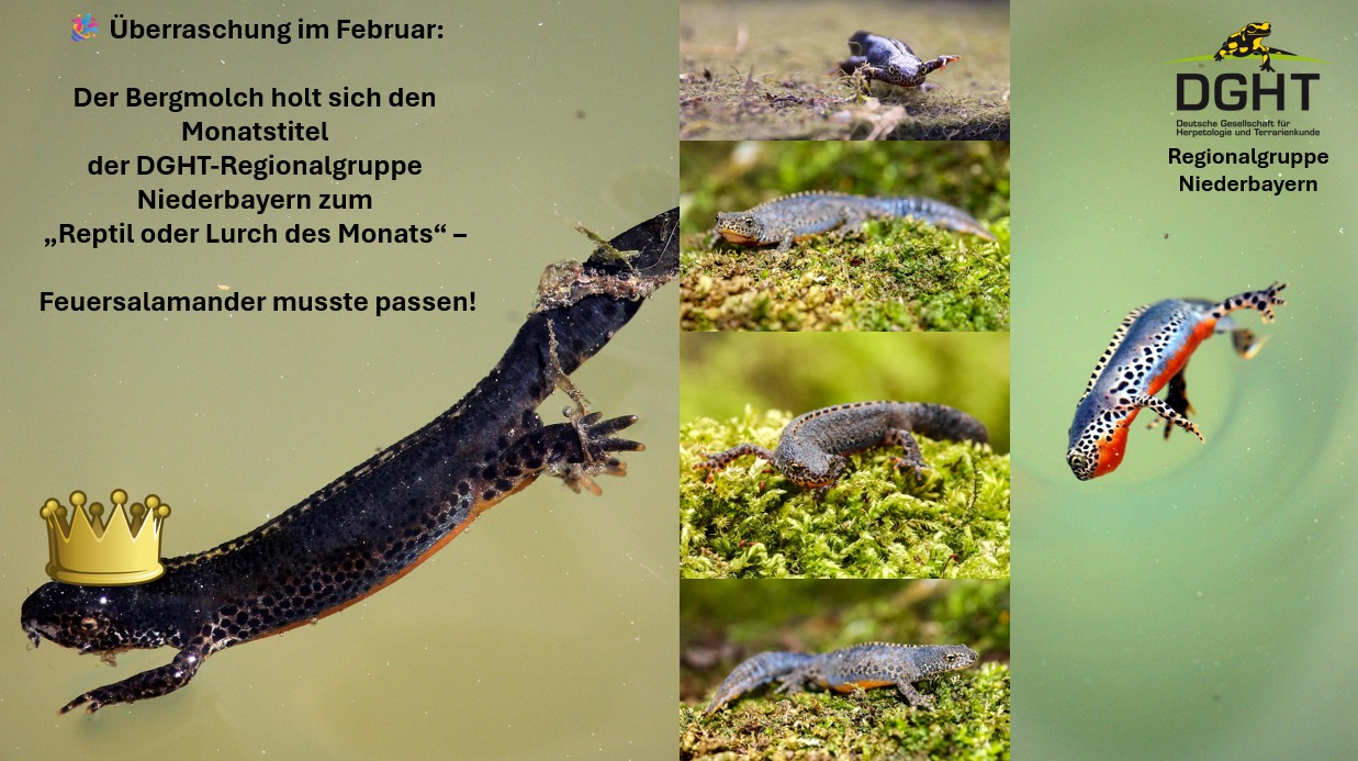 A new cryptic genus of terrestrial lizard (Gymnophthalmidae ...