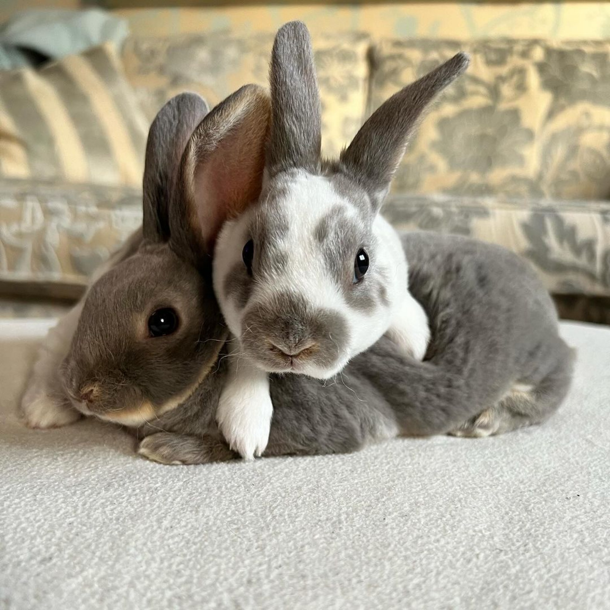 Rabbit Community USA | Facebook