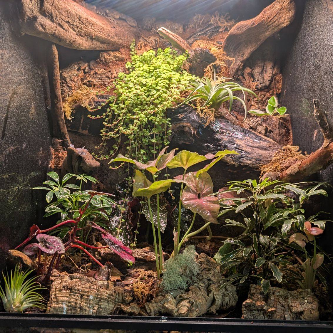Adding some spring tails and isopods to a new tank so it can establish ...
