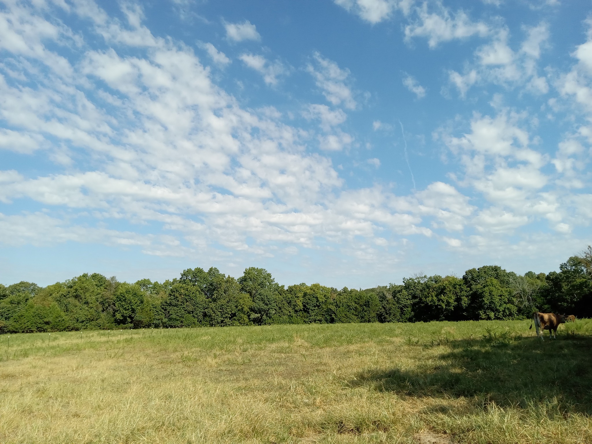 JSW Farms & Blue Paradise Dairy