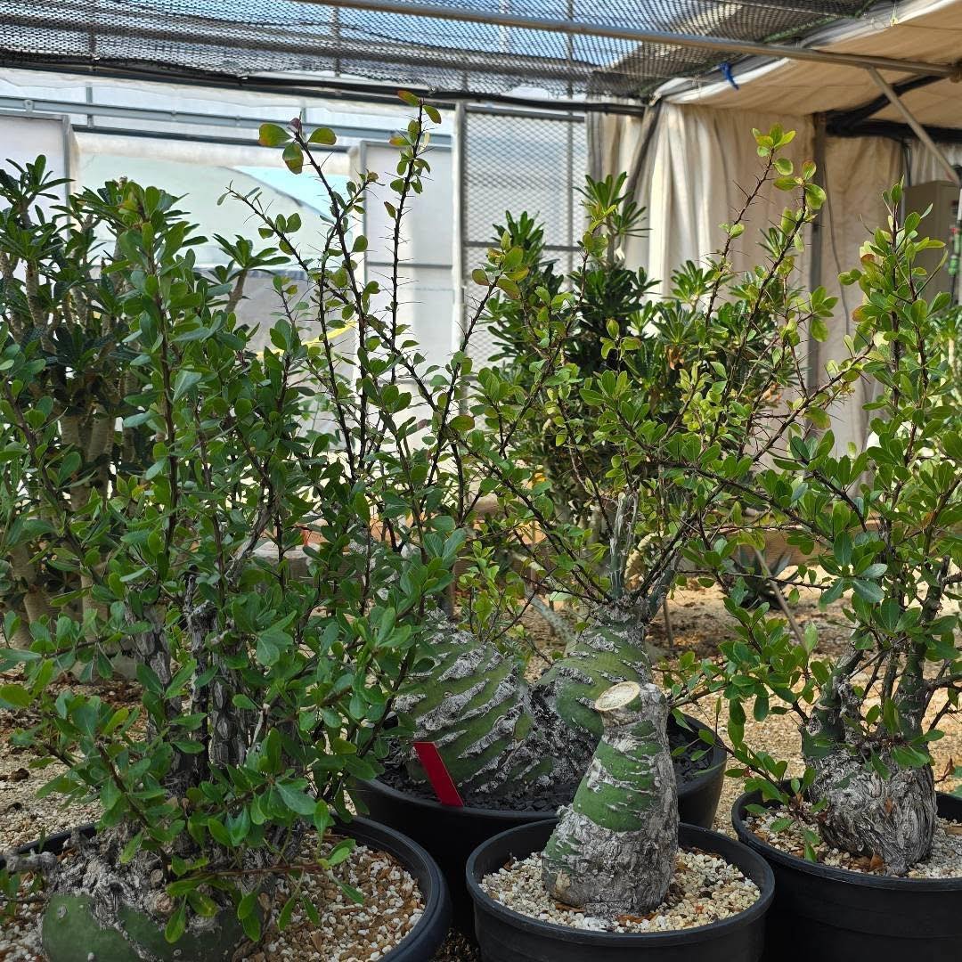 Fouquieria columnaris Age : two years from seed