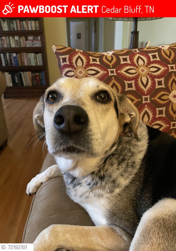 Craigslist Pets Knoxville Tn