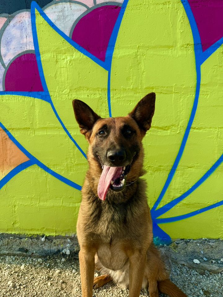 Dynamic K9 | Waubun MN