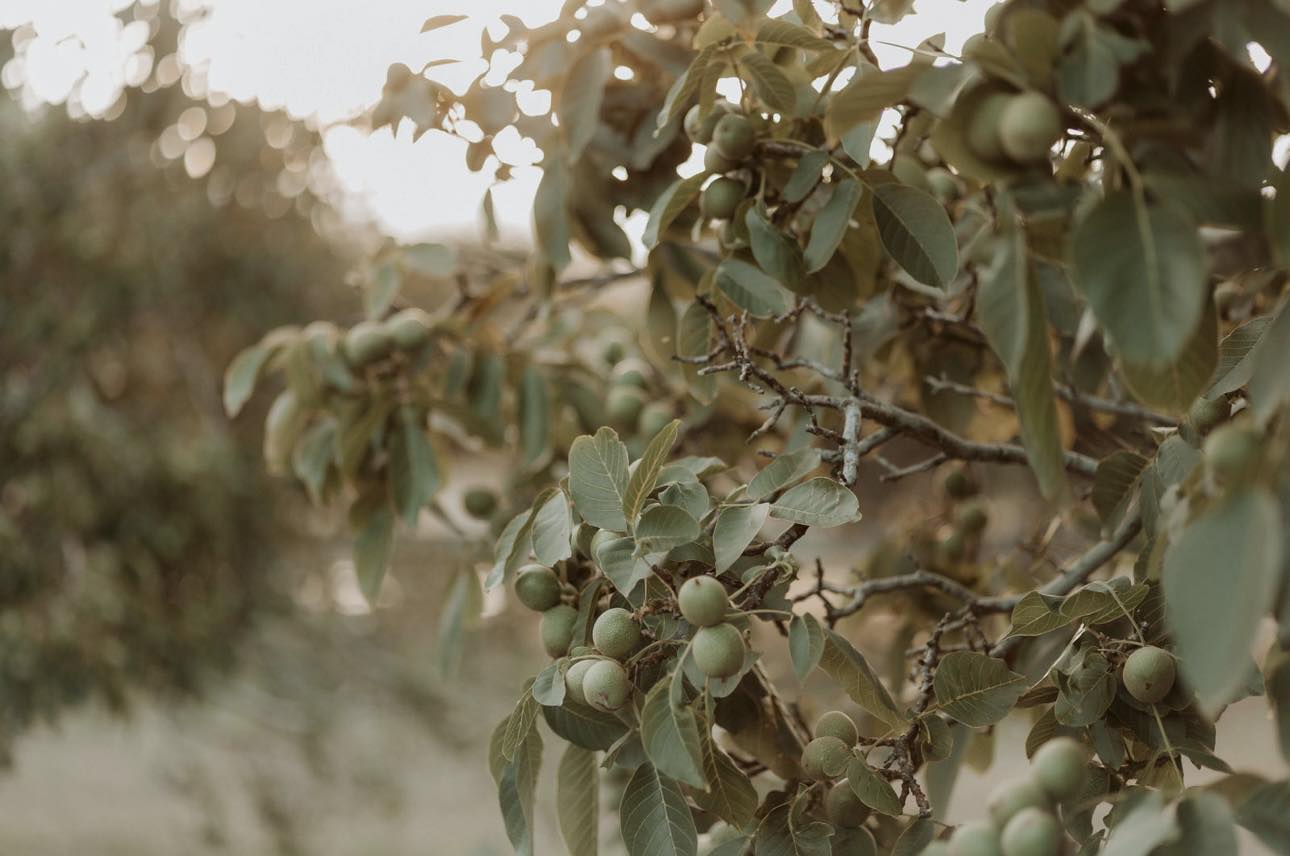 Richmond Walnuts | Campania TAS