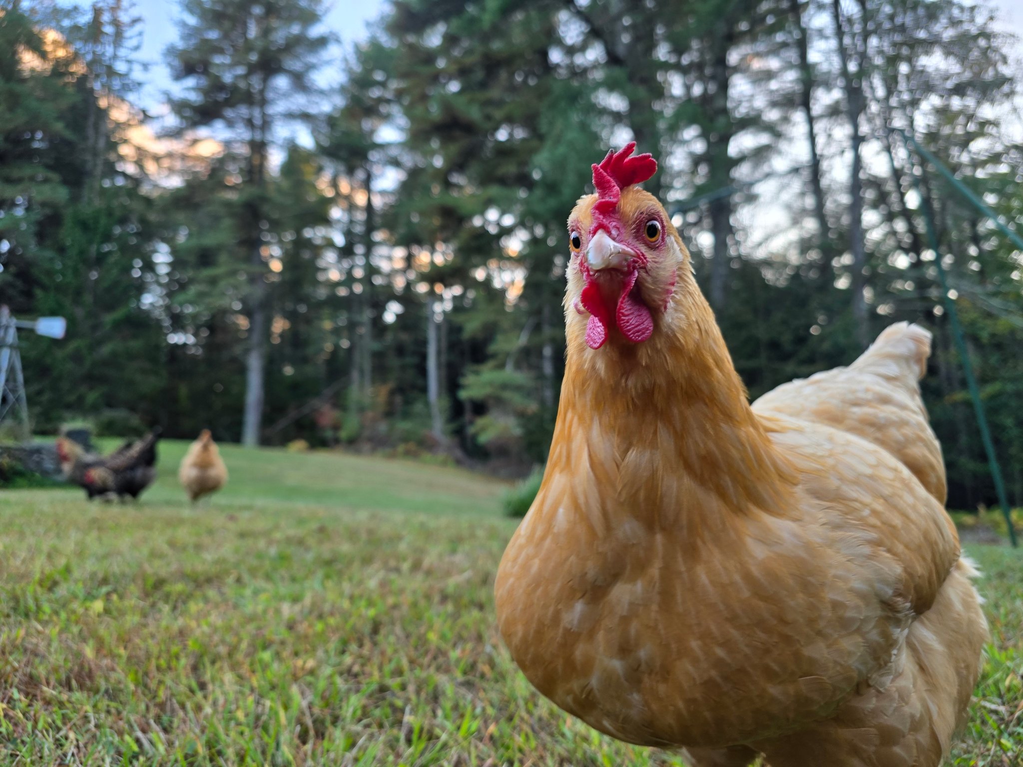 Old River Poultry | Thornhurst PA