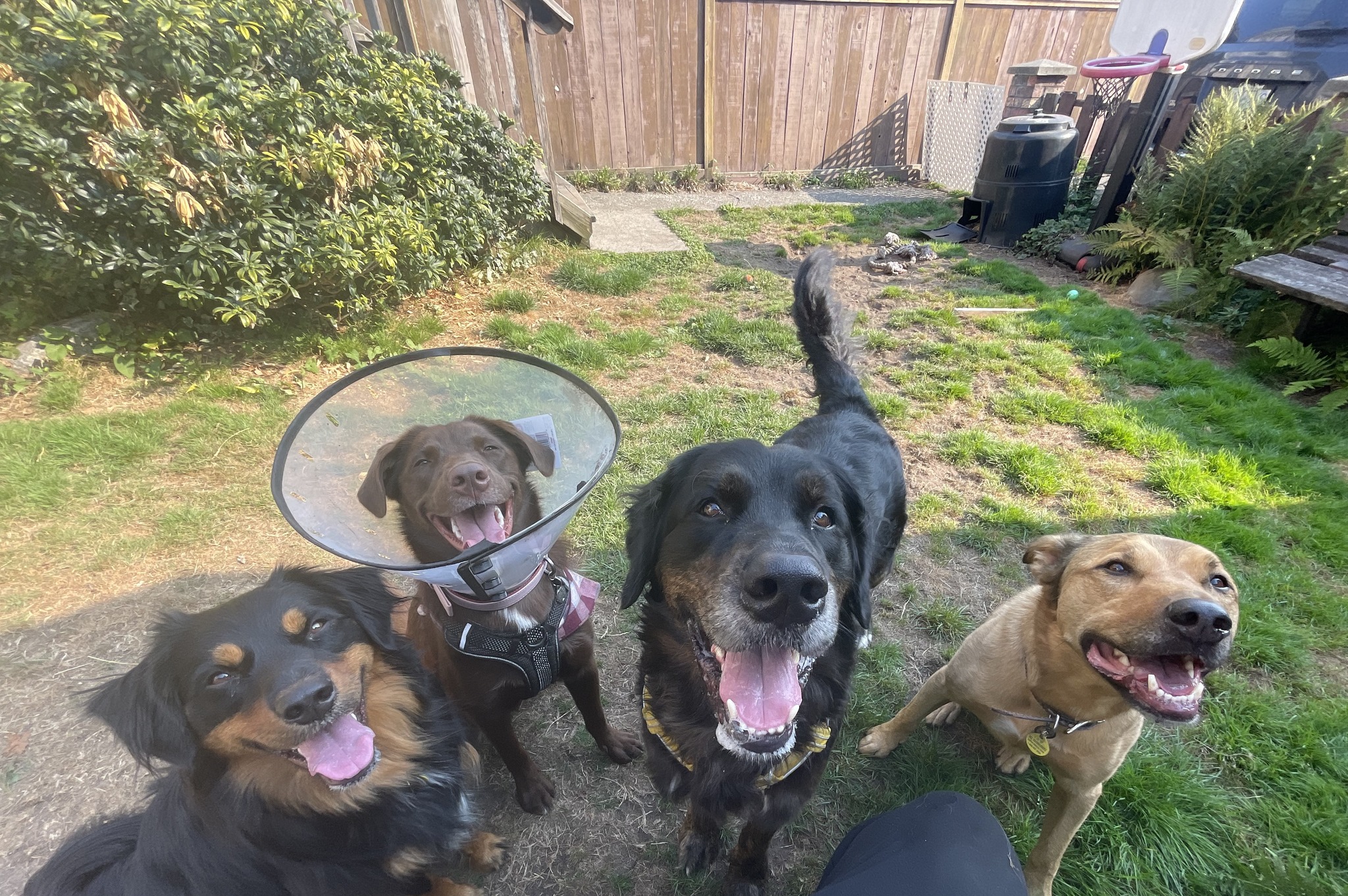 4D Dog Care Vancouver | Vancouver BC