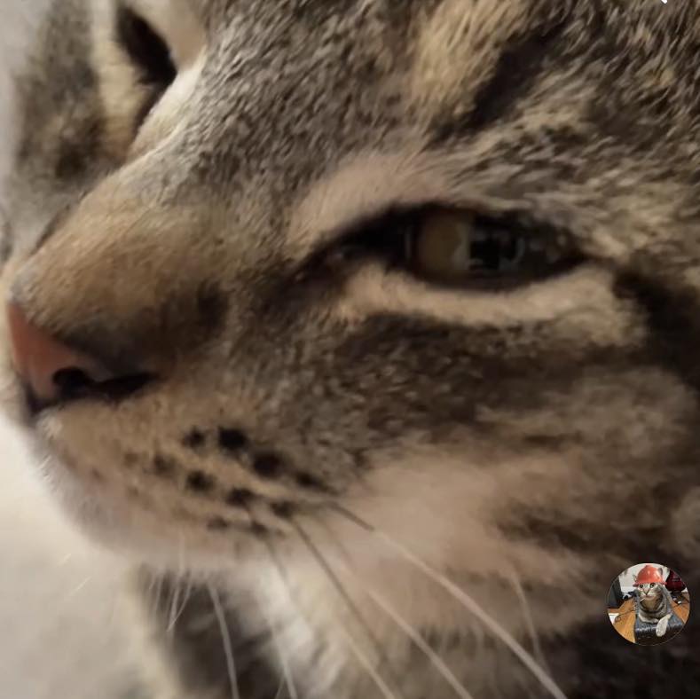 Merp The Cat on Reels | Facebook