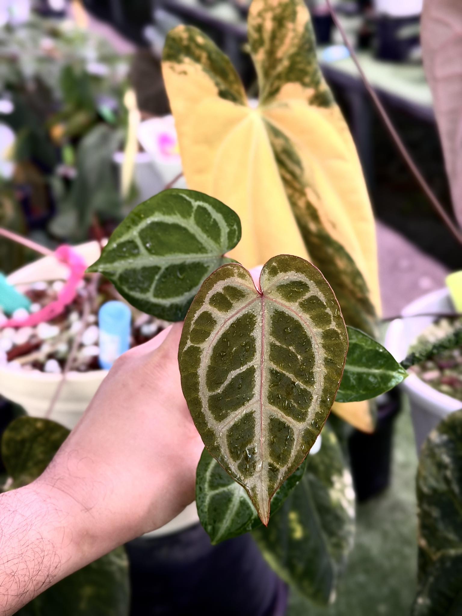 Loving this! The new shoot 💕 Anthurium Dorayaki Silver x SKG Pink