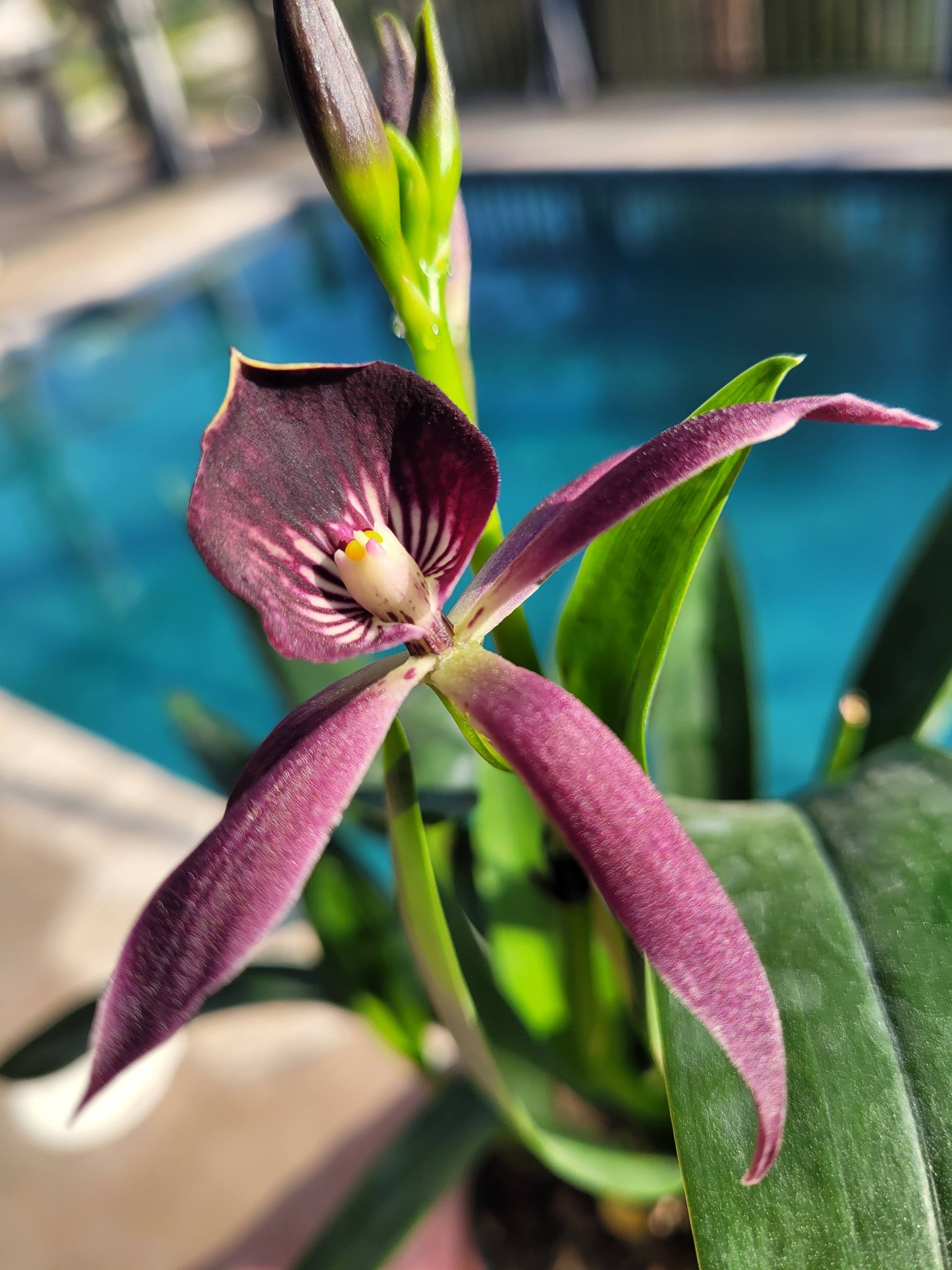 I would like to introduce you to an amazing orchid. Her name is 