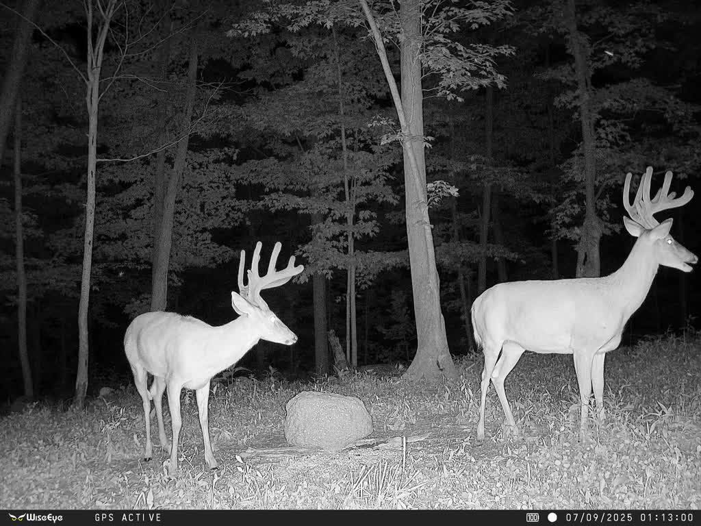 Rack Razor Deer Supplements