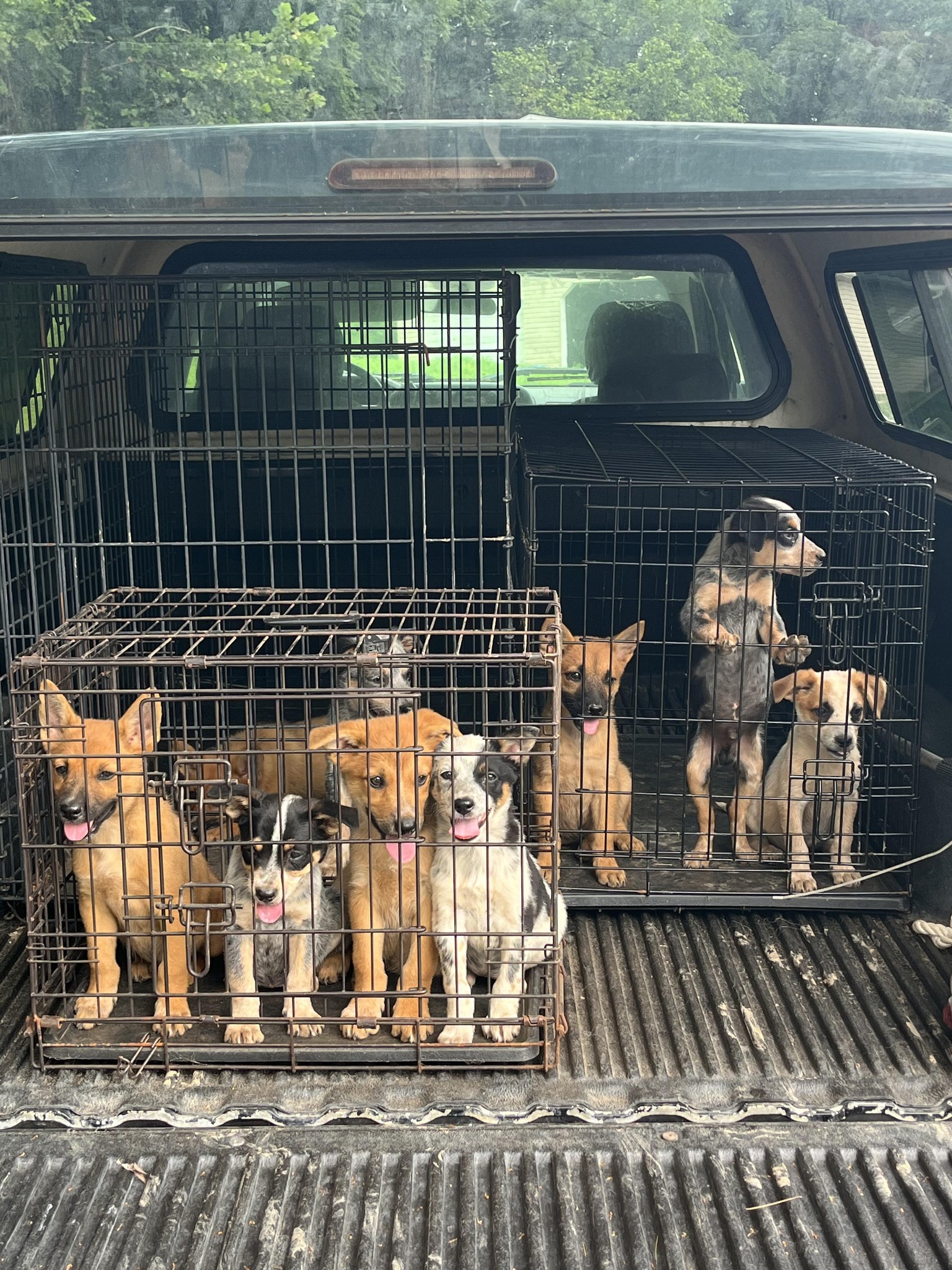 Meigs County Canine Rescue & Adoption Center | Pomeroy OH