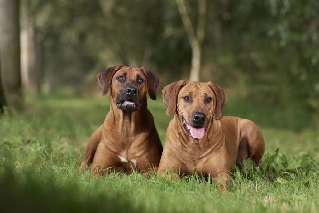 Rhodesian Ridgeback Lovers... - Rhodesian Ridgeback Lovers