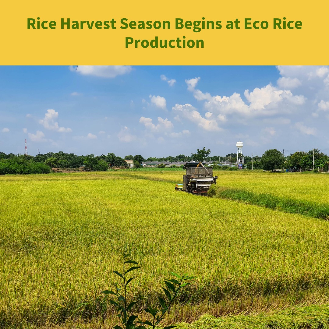 Eco Rice Production Company Ltd | Kenema