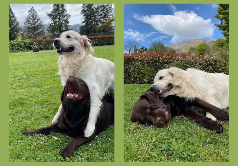 Labrador and Golden Retriever For Adoption & Rehoming | Facebook