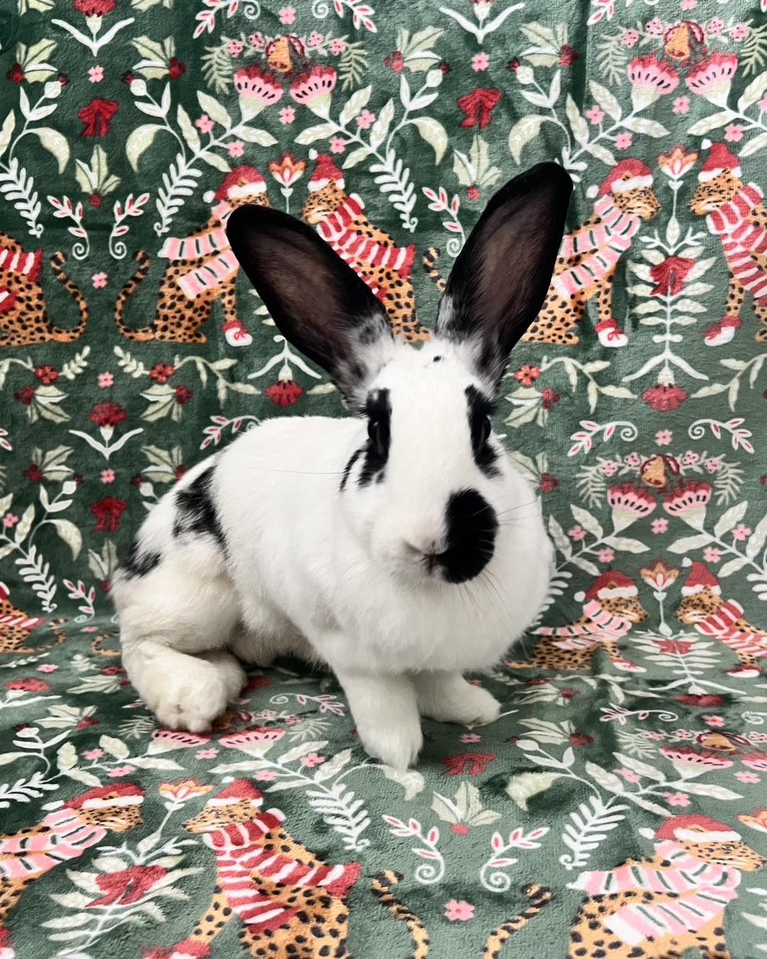 Rescue takes a village — and... - Southeast FL Rabbit Rescue