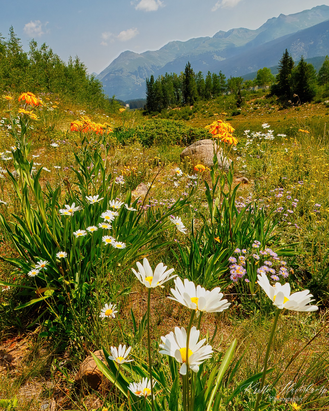 Wild Flowers a Plenty in the San Juan Mountains.