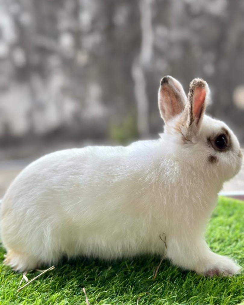 兔兔之家 MY Rabbit Home | George Town