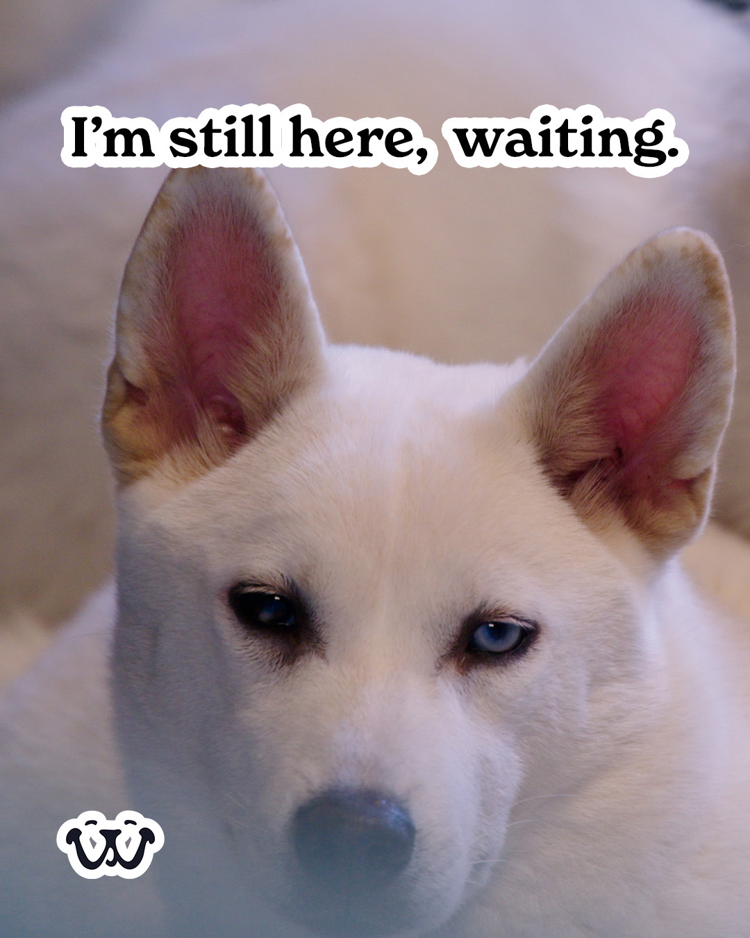 IPaw - All dogs want is to be loved and love you unconditionally! Your ...