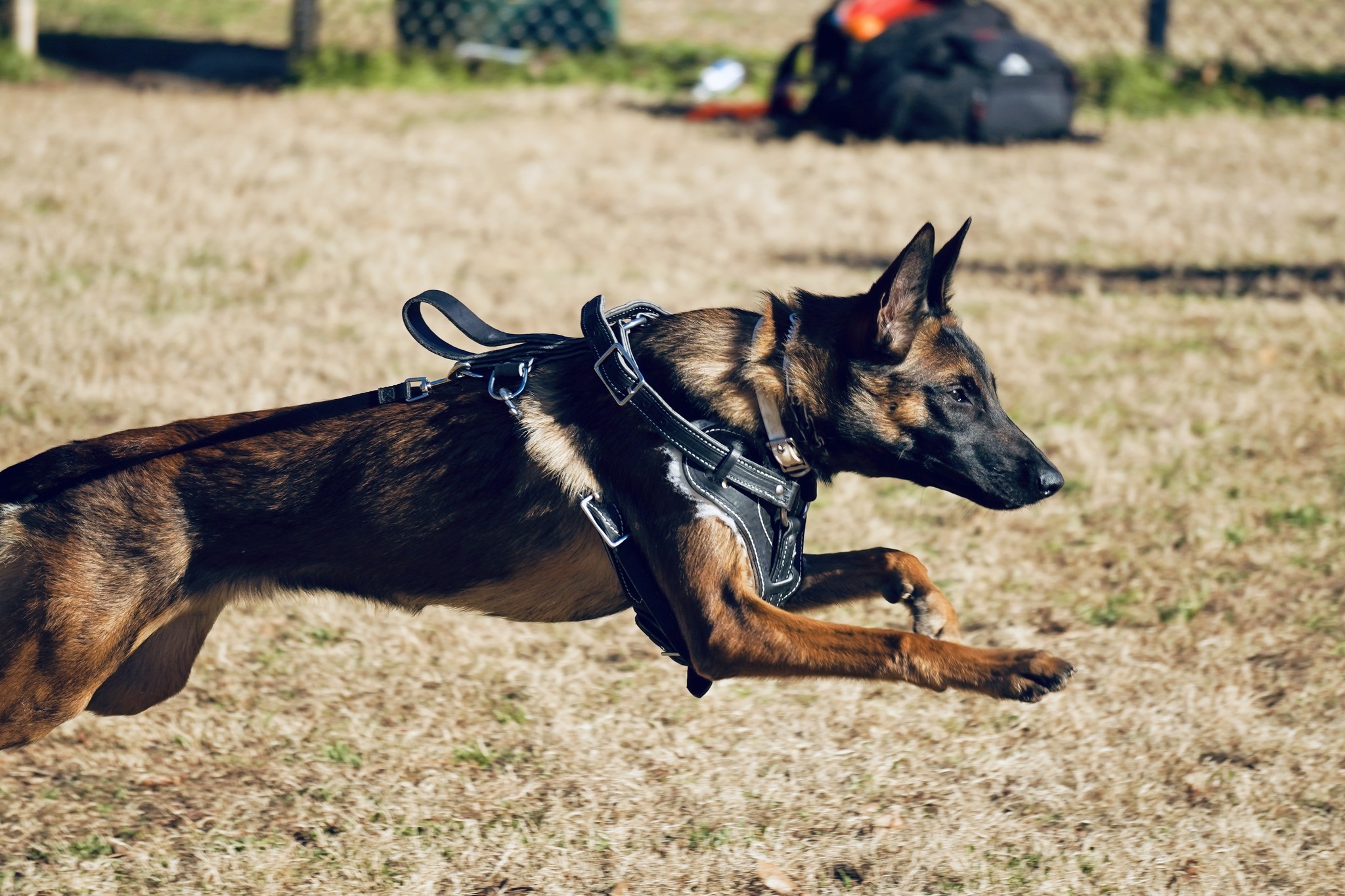 Canine Compound | Athens GA