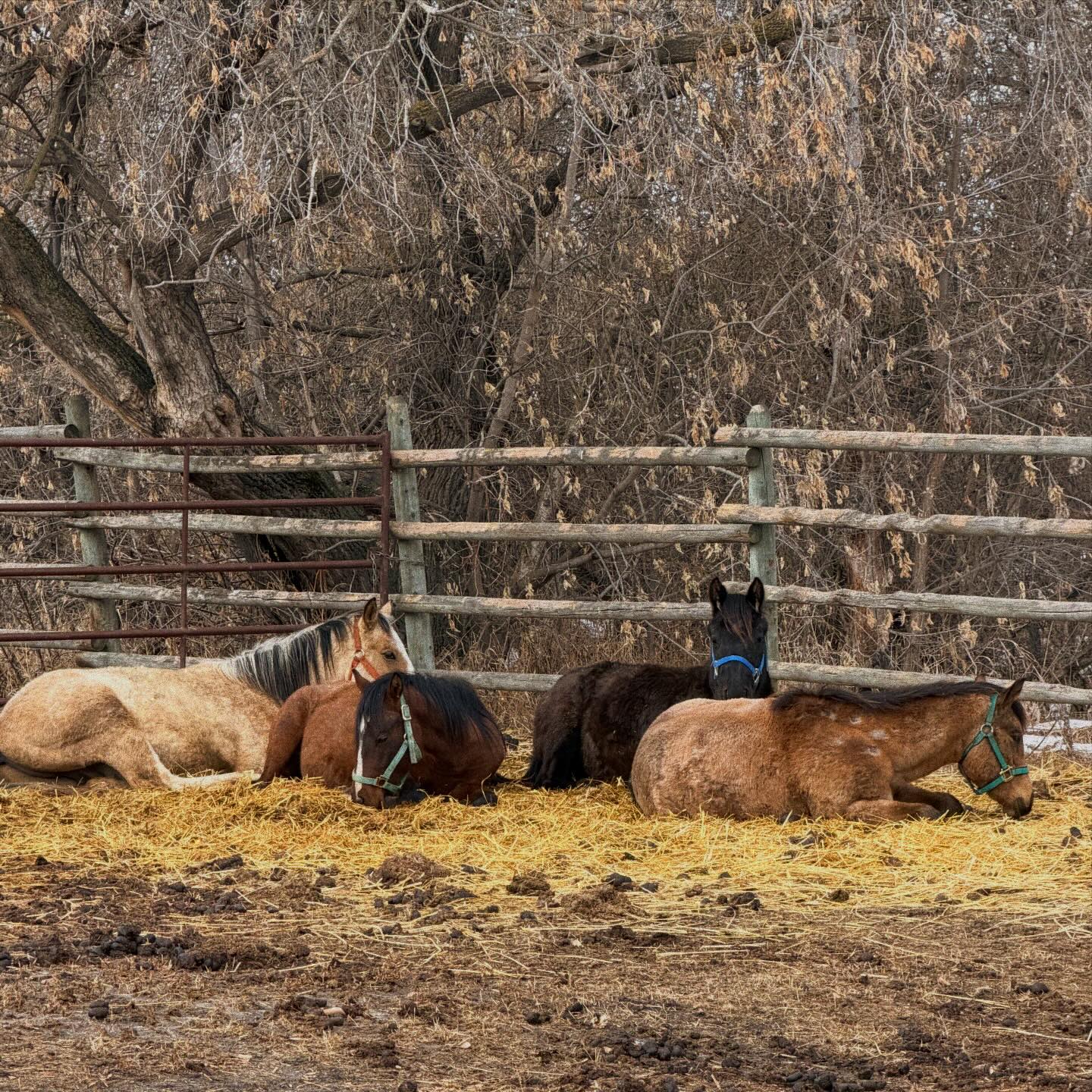 Family Day at K&K Ranch Today is... - K&K Ranch and Stables | Facebook