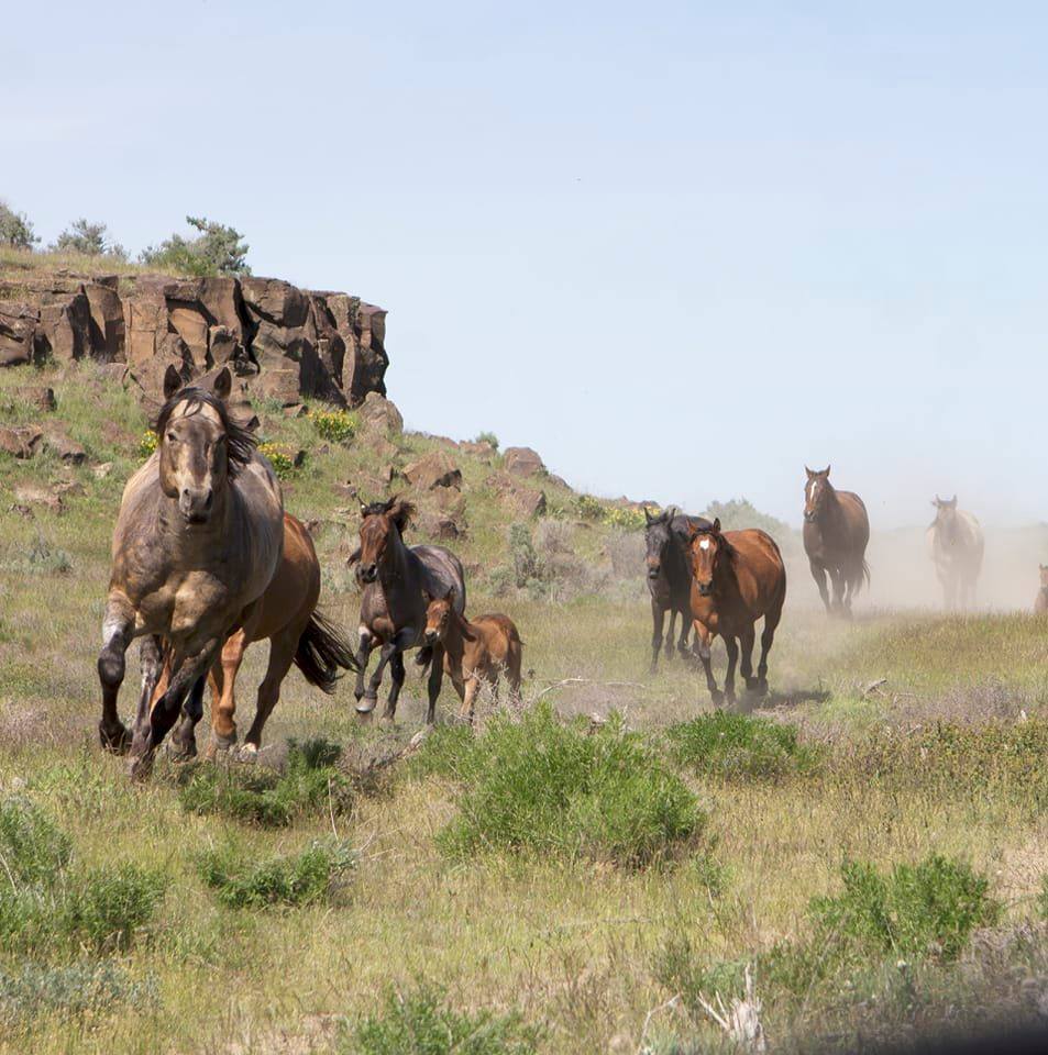 KT Ranch