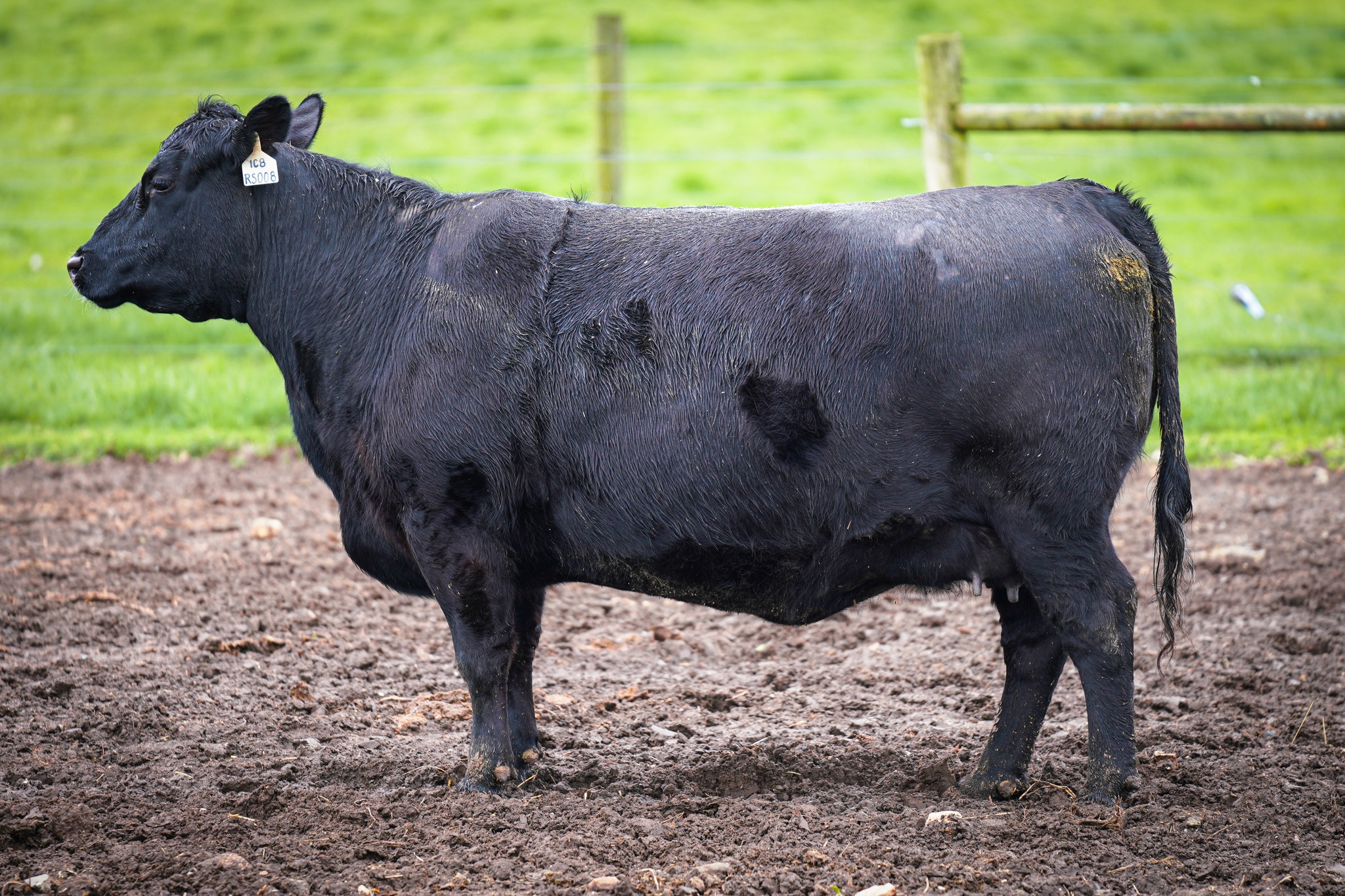 ACW Lady RS008 1C8 SAV Resource 1441 x... - Allen Creek Farm | Facebook