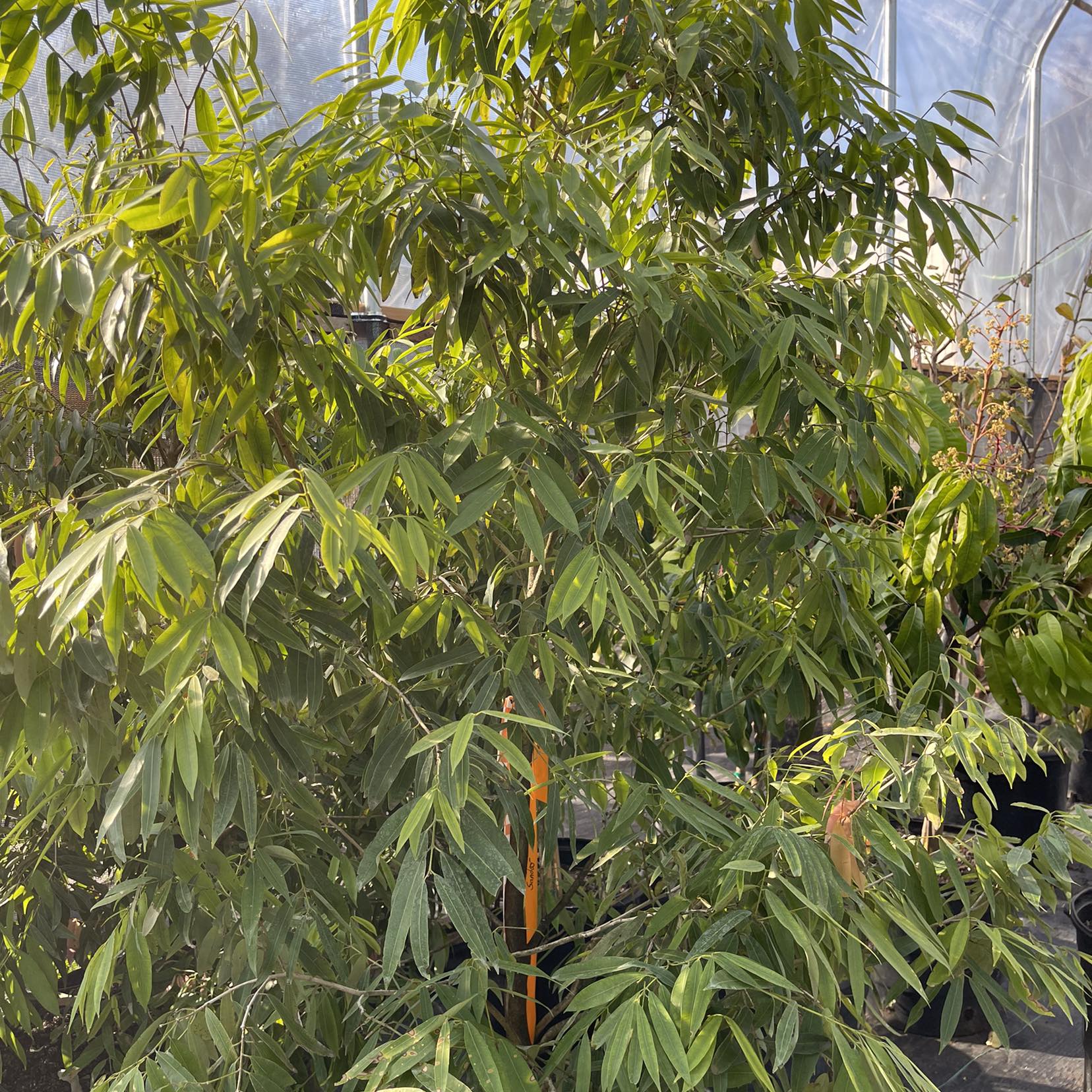 Red King Guava ( RK5 ) 10/4/2026 | Sandar Nursery