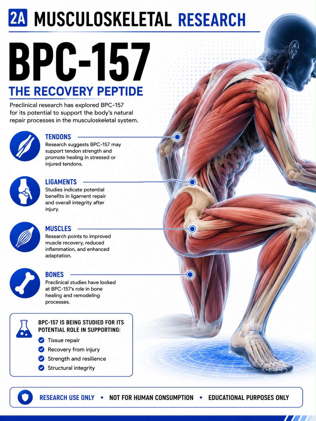 bpc-157 tendon healing study peptide therapy for muscle recovery and inflammation The online wellness clinics sub_group_c Bottle Amount:1 Bottle